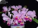 Cattleya trianae